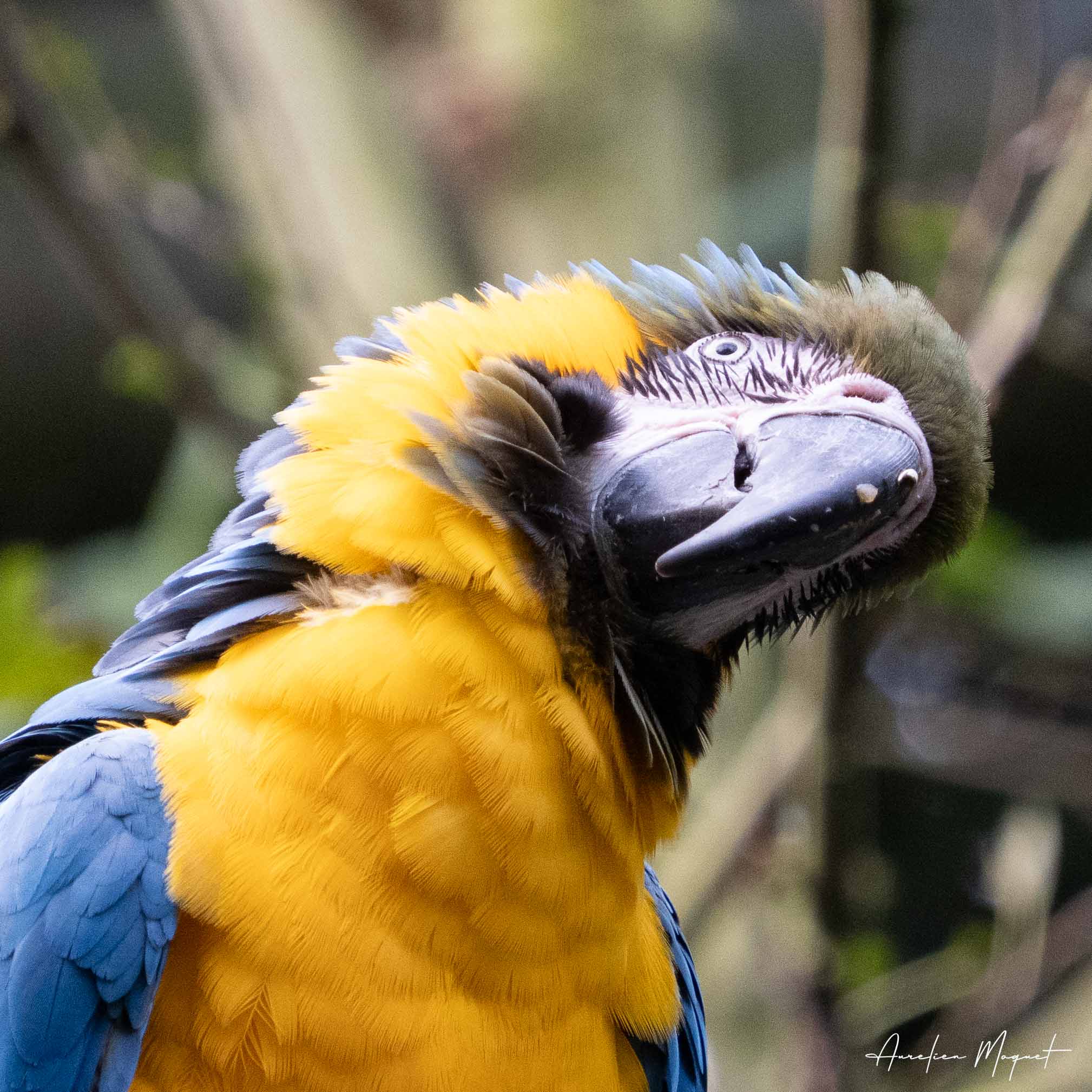 Un automne suspendu au Parc des Oiseaux de Villars-les-Dombes